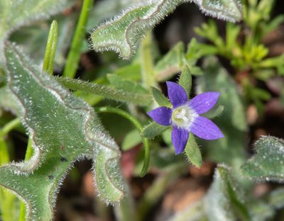 Githopsis specularioides, photographed by Don Loarie