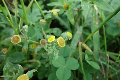 Pulicaria vulgaris, photographed by Aleksei Baushev