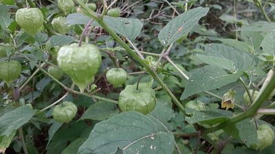 Physalis longifolia, photographed by Larry Jensen