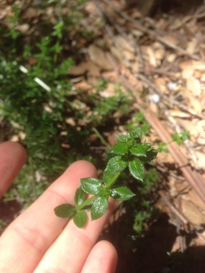 Trichogalium cliftonsmithii, photographed by Adam J. Searcy