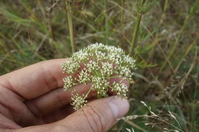 Kadenia dubia, photographed by Aleksei Baushev
