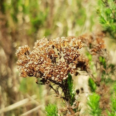Phymaspermum acerosum, photographed by Margaret Burger