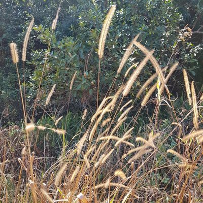 Setaria sphacelata, photographed by Margaret Burger