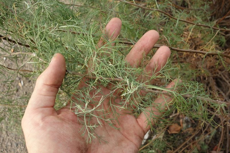 Artemisia abrotanum, photographed by Aleksei Baushev
