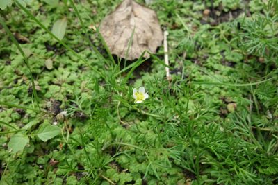 Ranunculus trichophyllus, photographed by Aleksei Baushev