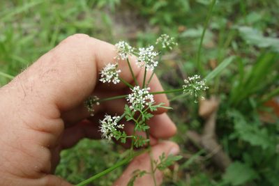 Oenanthe aquatica, photographed by Aleksei Baushev