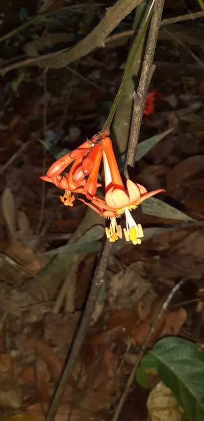 Passiflora rusbyi, photographed by Vincent A. Vos