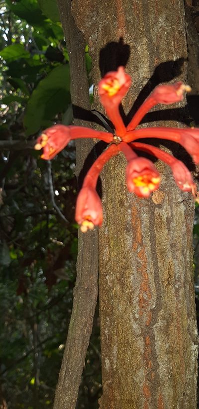 Passiflora rusbyi, photographed by Vincent A. Vos