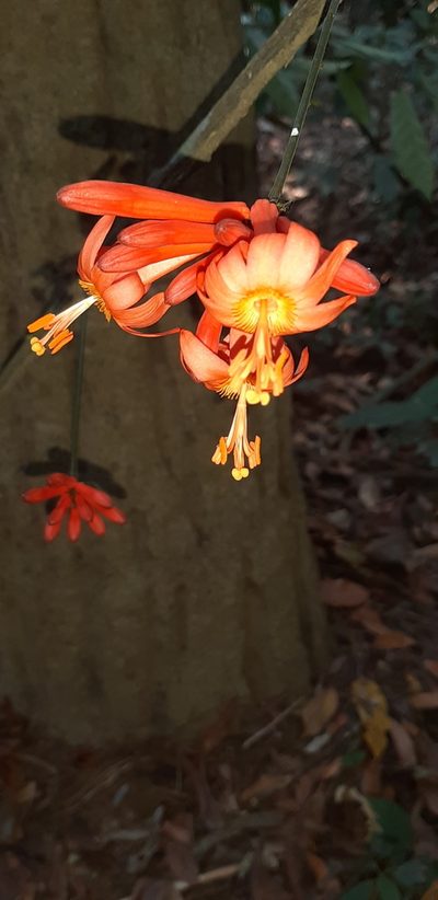 Passiflora rusbyi, photographed by Vincent A. Vos