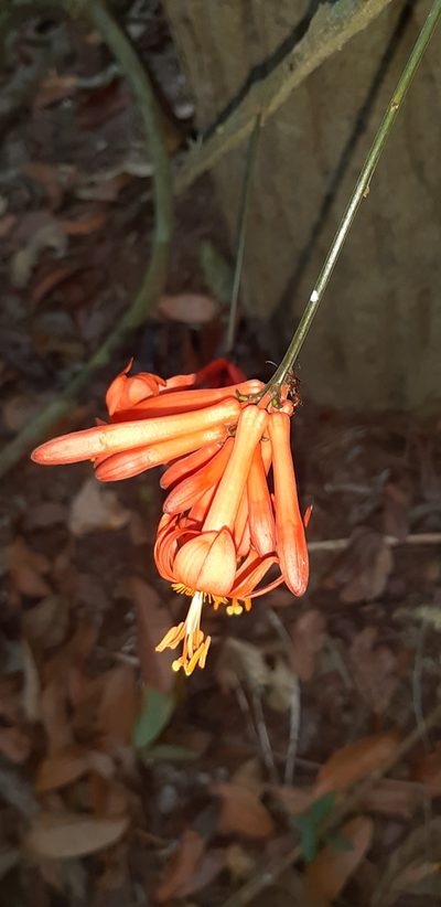 Passiflora rusbyi, photographed by Vincent A. Vos