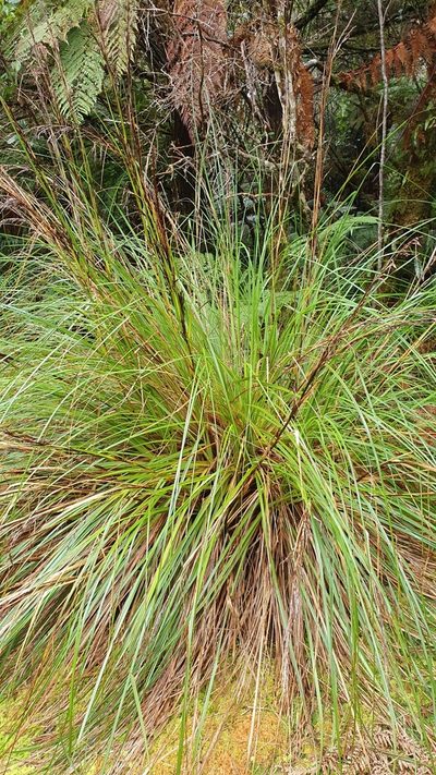 Gahnia rigida, photographed by Danielle Munster