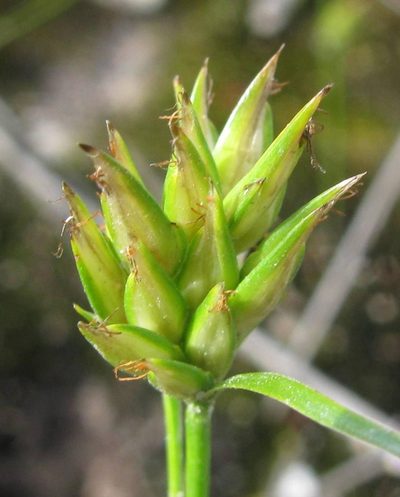 Trianoptiles stipitata, photographed by douglaseustonbrown