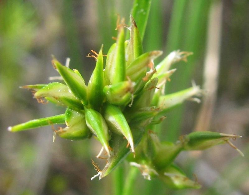 Trianoptiles stipitata, photographed by douglaseustonbrown