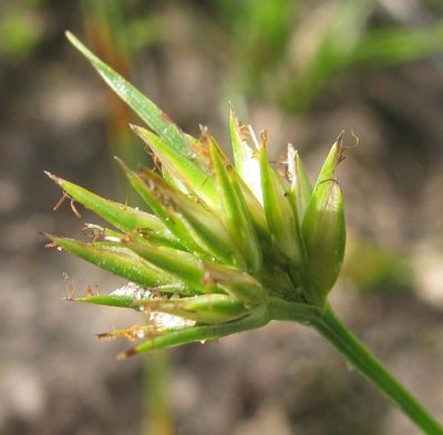 Trianoptiles stipitata, photographed by douglaseustonbrown