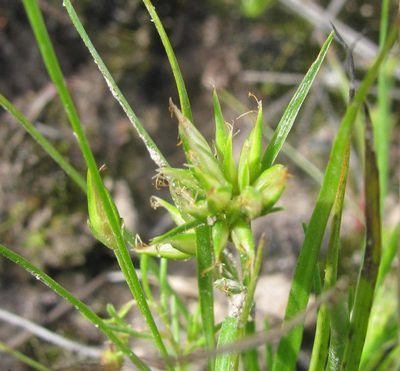 Trianoptiles stipitata, photographed by douglaseustonbrown