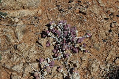Mesembryanthemum sladenianum, photographed by Tony Rebelo