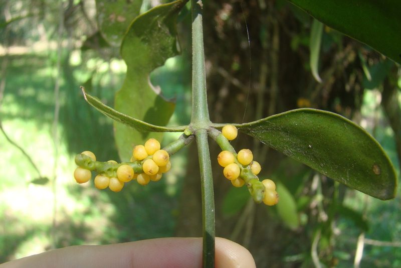 Phoradendron bathyoryctum, photographed by Lucas Kaminski