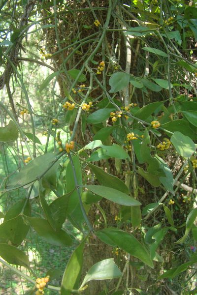 Phoradendron bathyoryctum, photographed by Lucas Kaminski