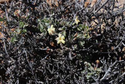 Chascanum pumilum, photographed by Tony Rebelo