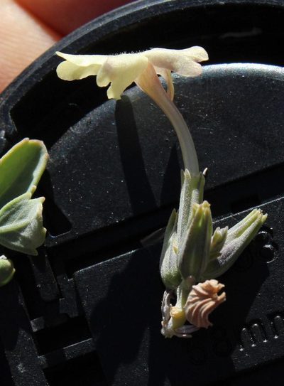 Chascanum pumilum, photographed by Tony Rebelo