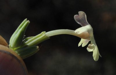 Chascanum pumilum, photographed by Tony Rebelo