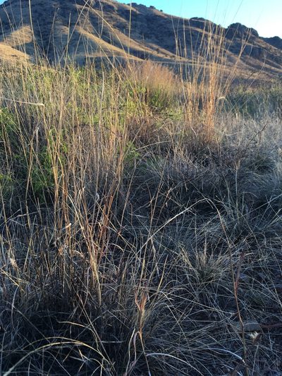 Aristida ternipes, photographed by Cecelia Alexander