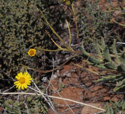 Osteospermum microcarpum, photographed by Tony Rebelo
