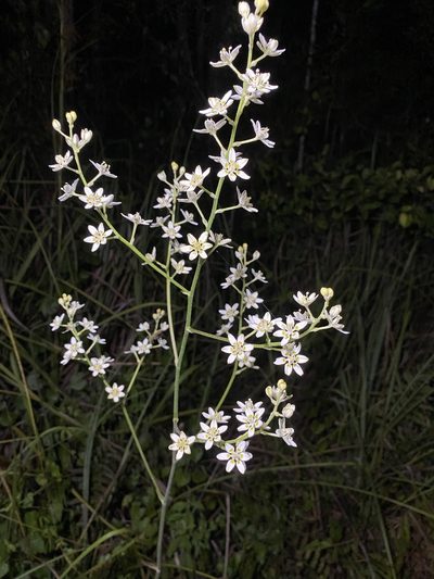 Melanthium virginicum, photographed by Matt Berger