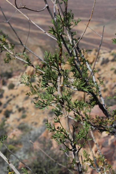 Anginon verticillatum, photographed by Tony Rebelo
