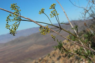 Anginon verticillatum, photographed by Tony Rebelo