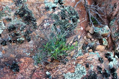 Dianthus namaensis, photographed by Tony Rebelo