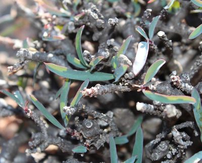 Euphorbia quadrata, photographed by Tony Rebelo
