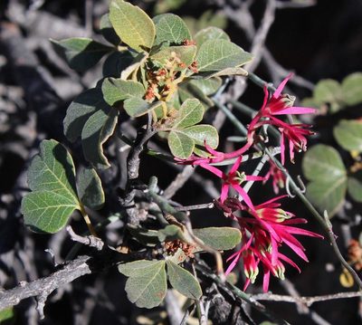 Searsia populifolia, photographed by Tony Rebelo