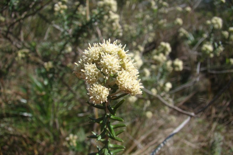 Baccharis patens, photographed by Lucas Kaminski