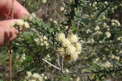 Baccharis patens, photographed by Lucas Kaminski