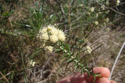 Baccharis patens, photographed by Lucas Kaminski