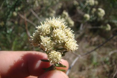 Baccharis patens, photographed by Lucas Kaminski