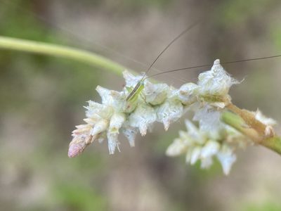 Froelichia floridana, photographed by Matt Berger