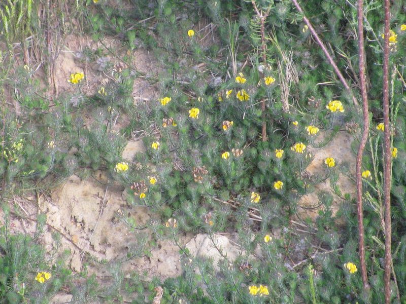 Aspalathus pigmentosa, photographed by douglaseustonbrown