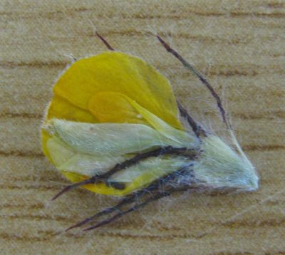 Aspalathus pigmentosa, photographed by douglaseustonbrown