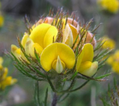 Aspalathus pigmentosa, photographed by douglaseustonbrown