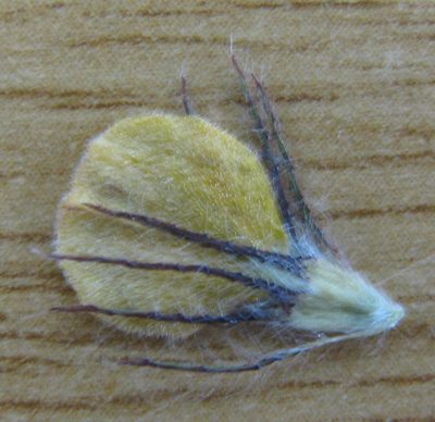 Aspalathus pigmentosa, photographed by douglaseustonbrown