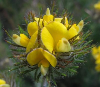 Aspalathus pigmentosa, photographed by douglaseustonbrown