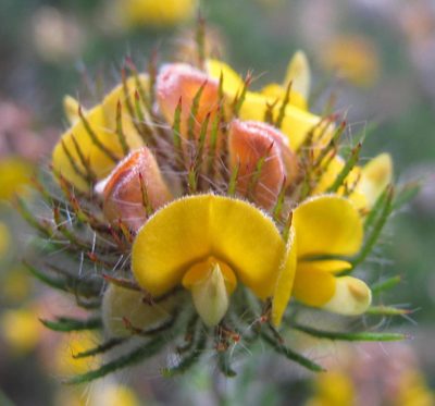 Aspalathus pigmentosa, photographed by douglaseustonbrown