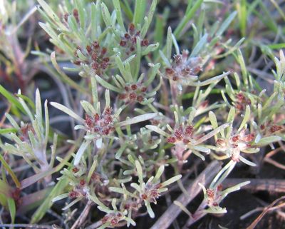Gnaphalium pauciflorum, photographed by douglaseustonbrown