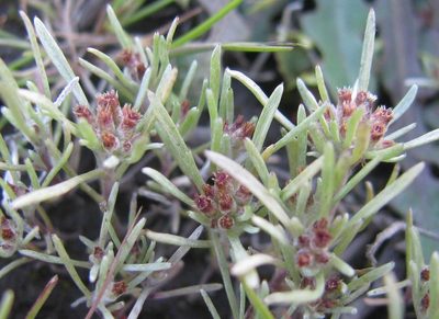Gnaphalium pauciflorum, photographed by douglaseustonbrown