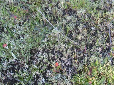 Gnaphalium pauciflorum, photographed by douglaseustonbrown