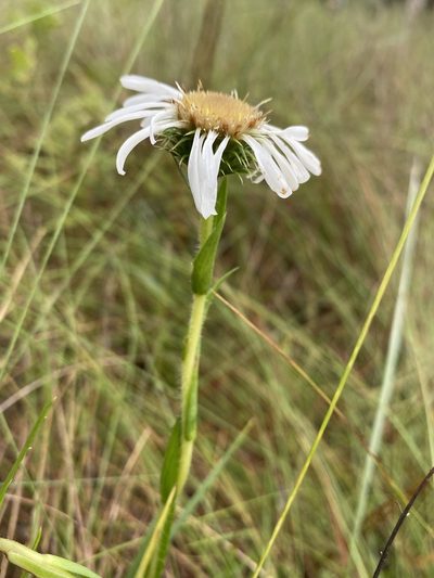 Eurybia eryngiifolia, photographed by Matt Berger