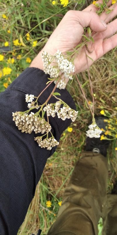 Achillea collina, photographed by Oleksii Vasyliuk