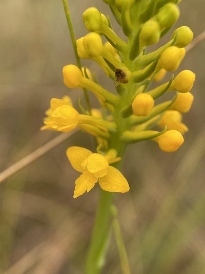 Platanthera integra, photographed by Matt Berger